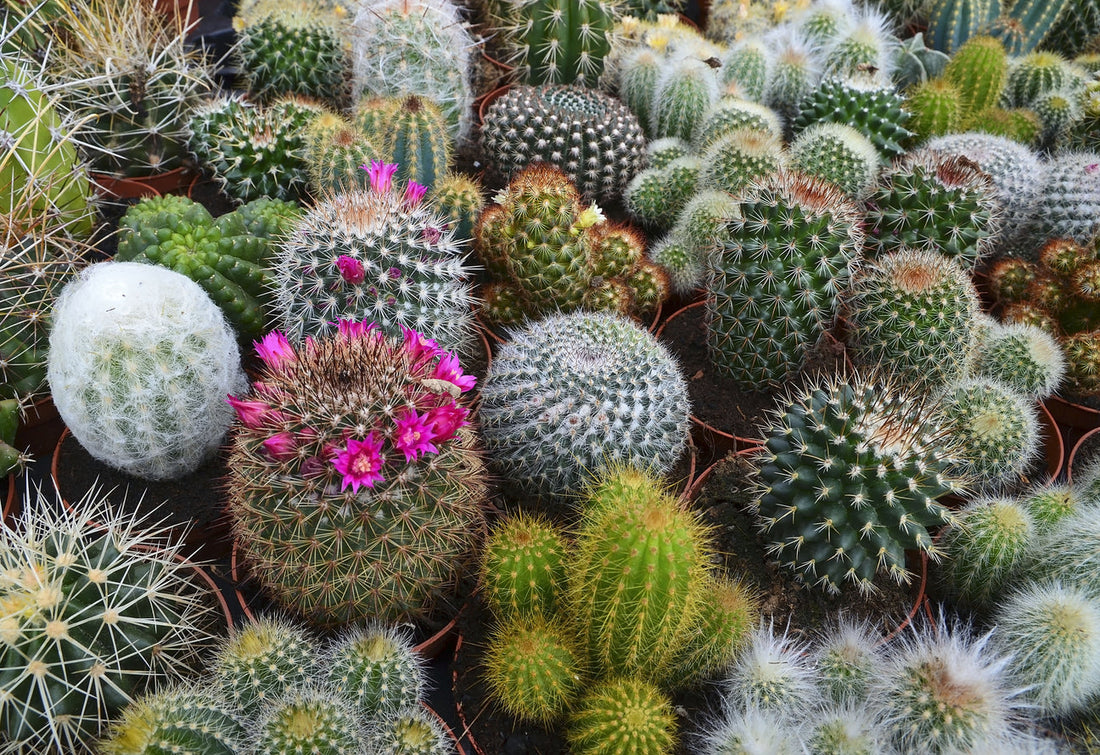 Flowering Catus