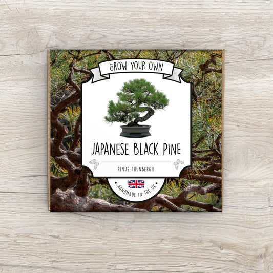 Grow Your Own Japanese Black Pine