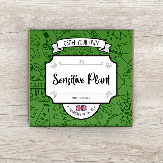 Grow Your Own Sensitive Plant