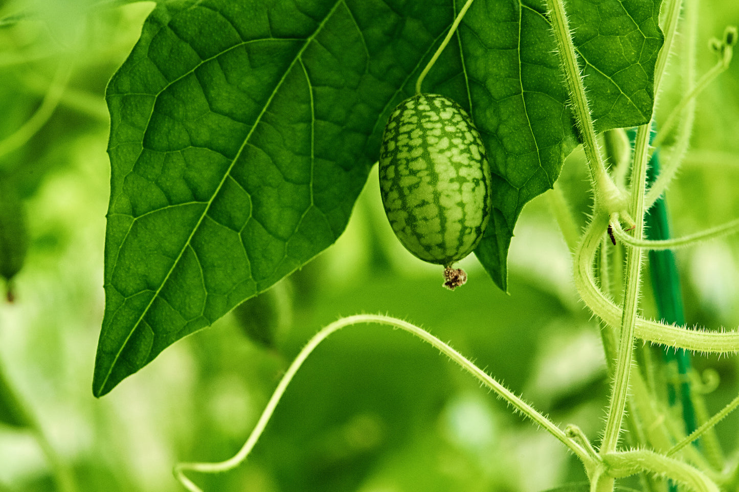 Grow Your Own Cucamelon