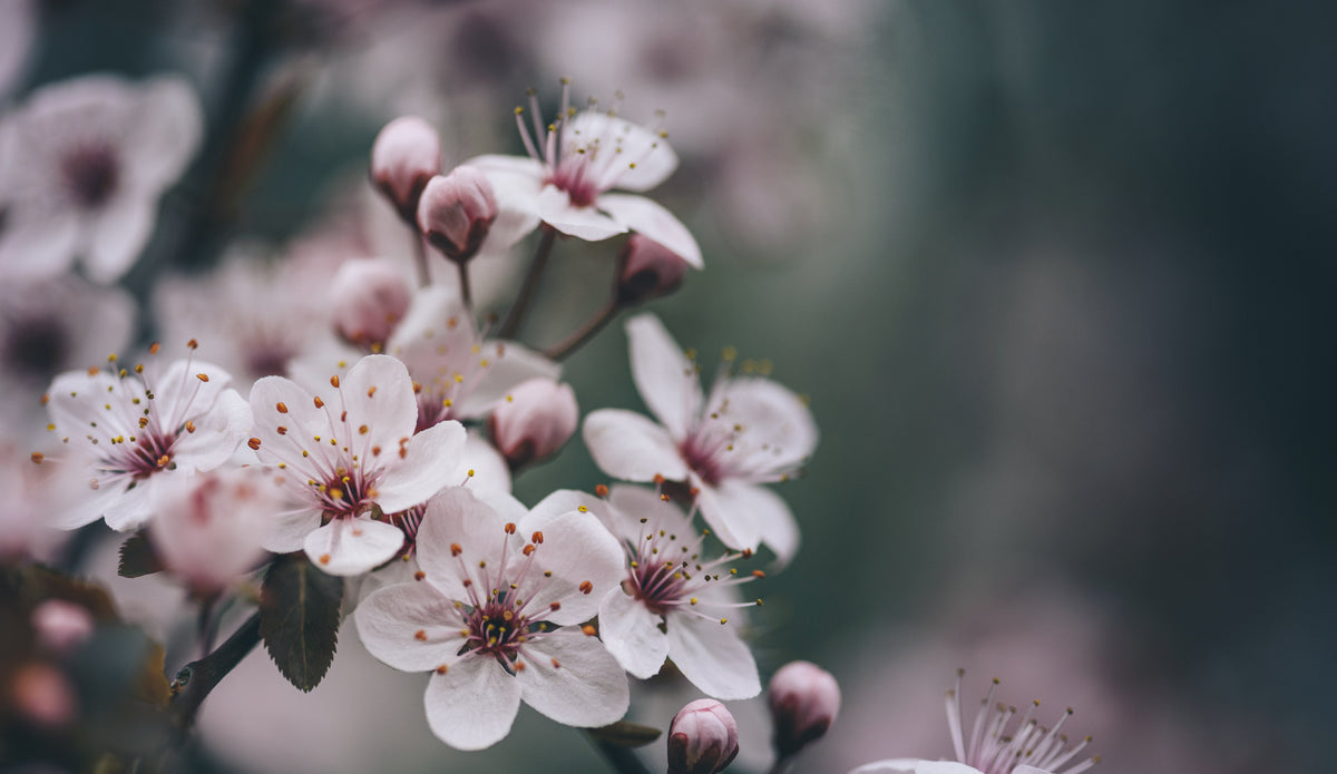 Grow Your Own Cherry Plum Bonsai – The Lovely Stuff Company