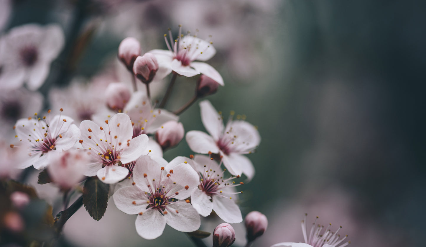 Grow Your Own Cherry Plum Bonsai