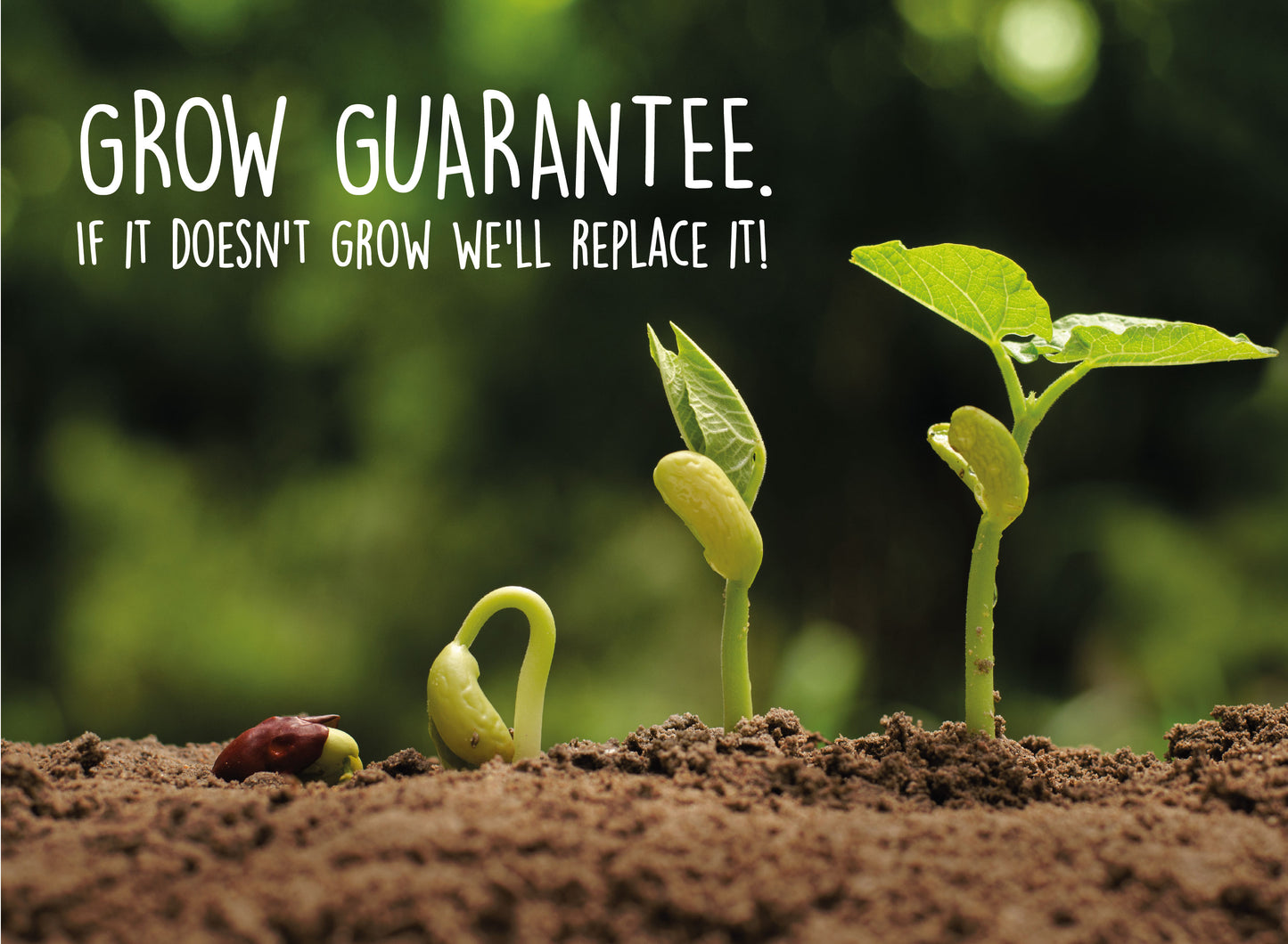 Grow Your Own Christmas Tree