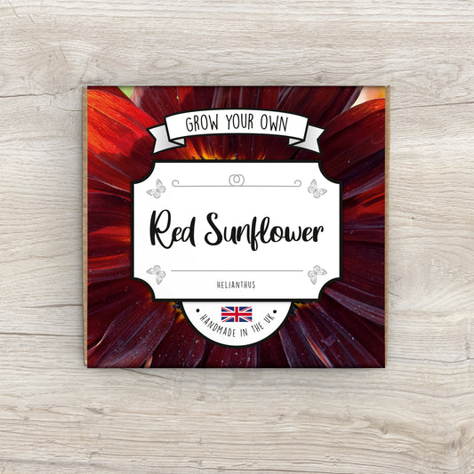 Grow Your Own Red Sunflower Plant