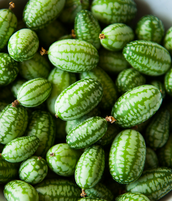 Grow Your Own Cucamelon