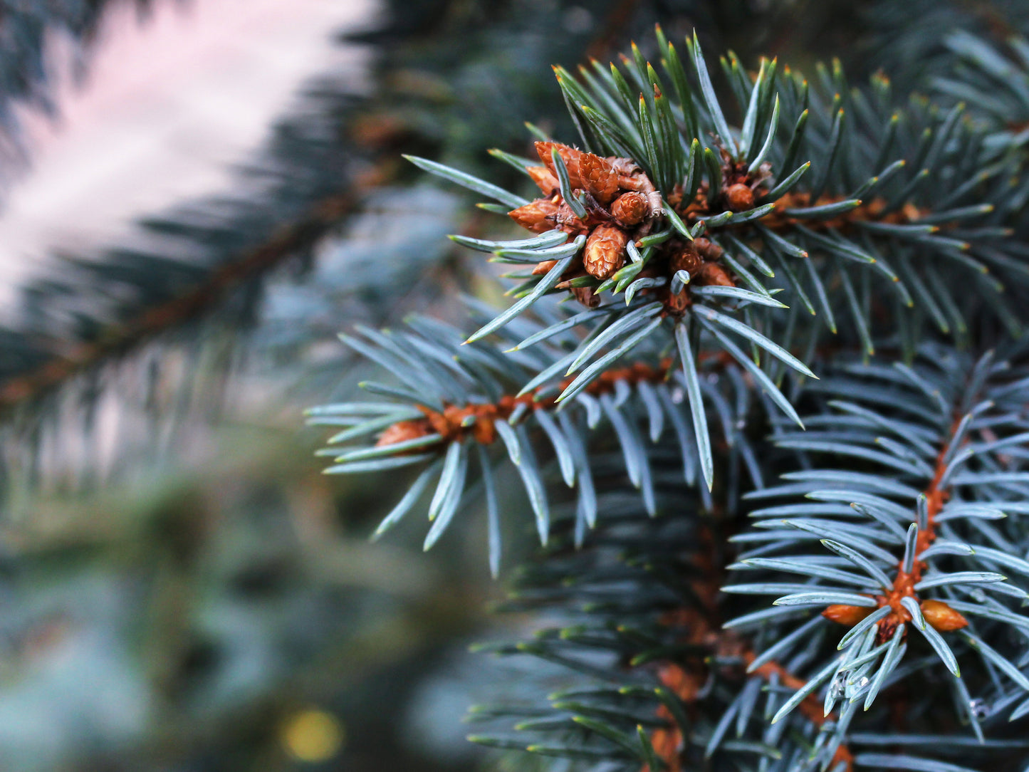 Grow Your Own Christmas Tree