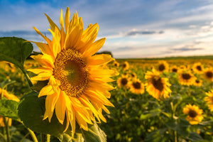 How to grow sunflowers in the U.K.