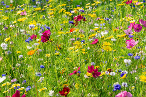 Why wildflowers are so important for bee conservation