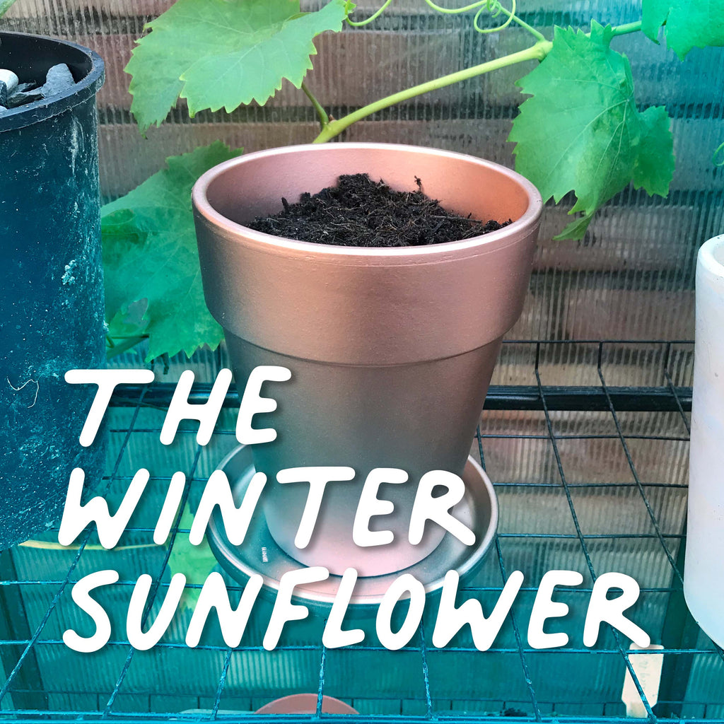 The Winter Sunflower