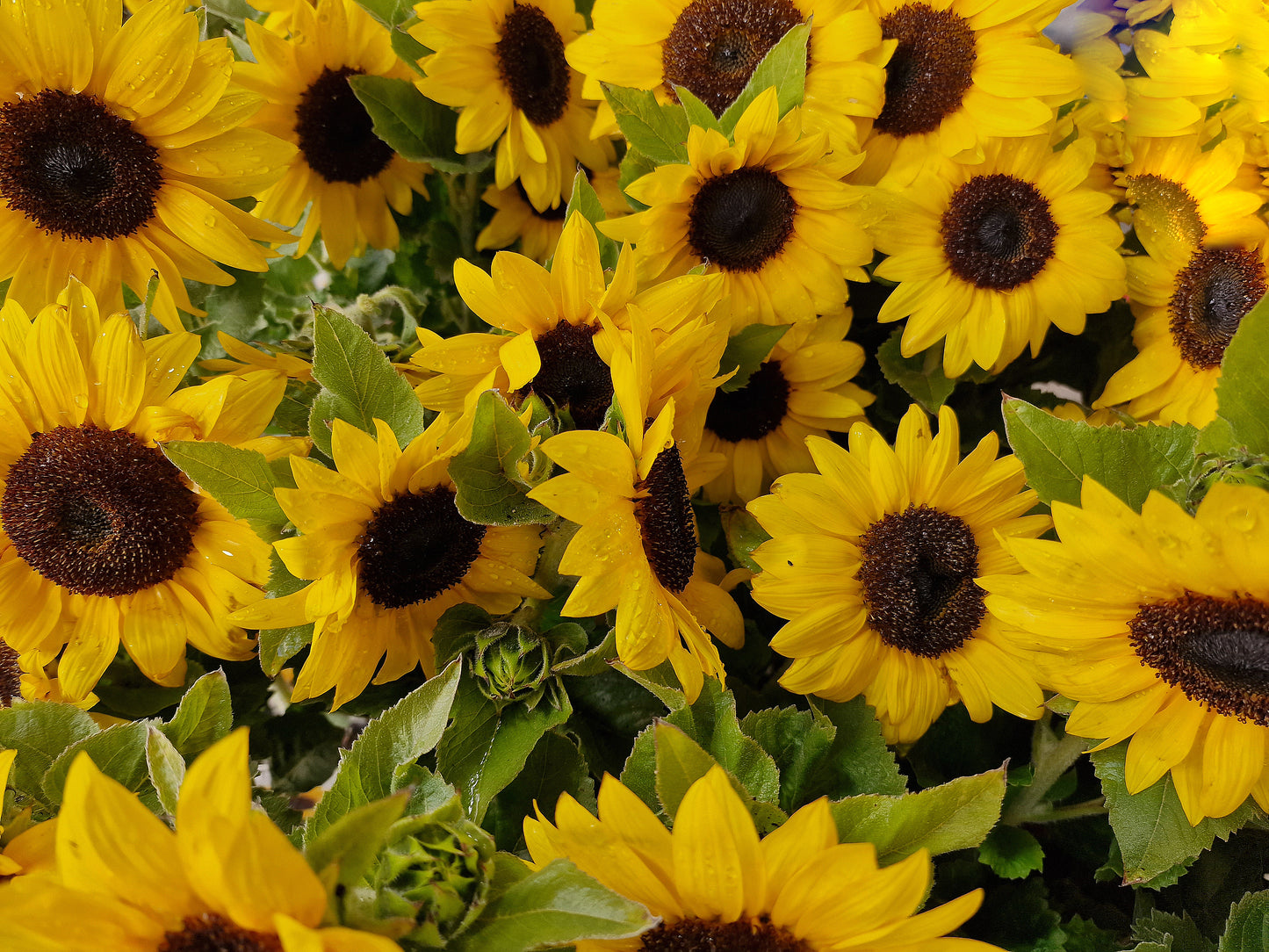 Miniature Sunflower