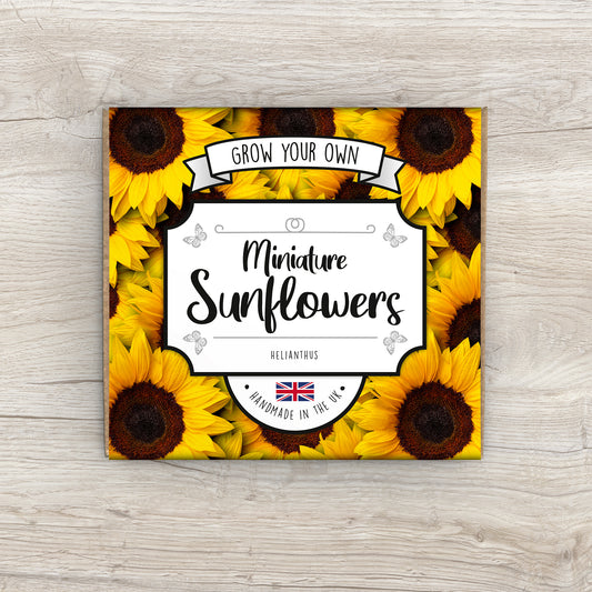 Grow Your Own Miniature Sunflower