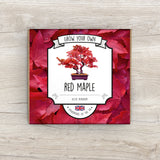 Grow Your Own Red Maple Bonsai