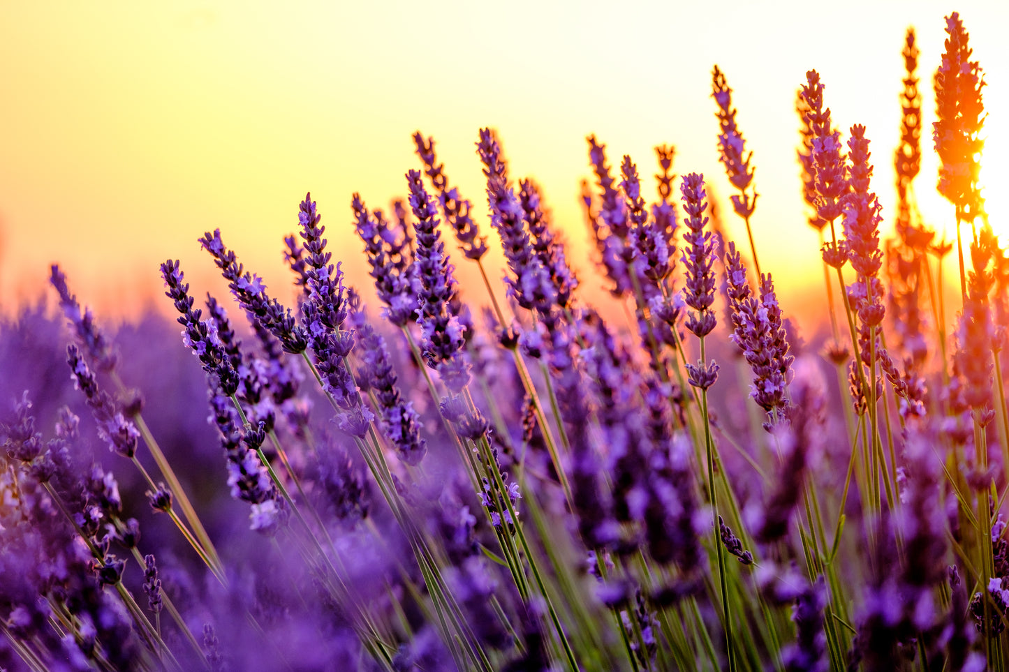 Grow Your Own Lavender