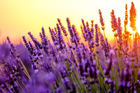Grow Your Own Lavender