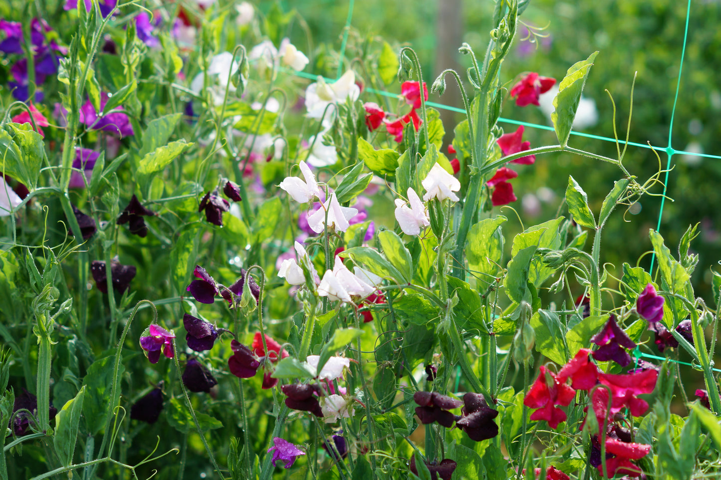 Grow Your Own Sweet Pea Plant Kit
