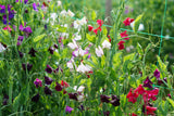 Grow Your Own Sweet Pea Plant Kit