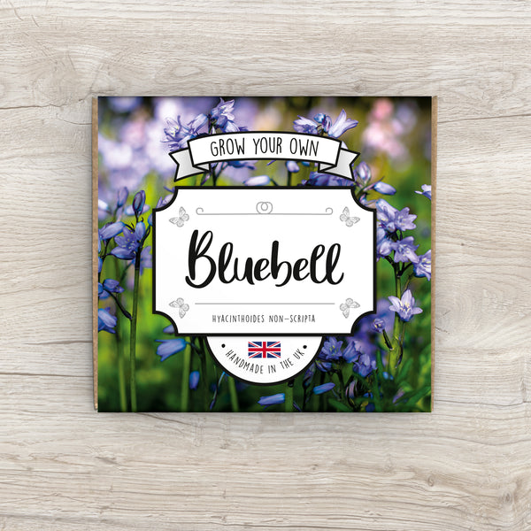 Grow Your Own Bluebell