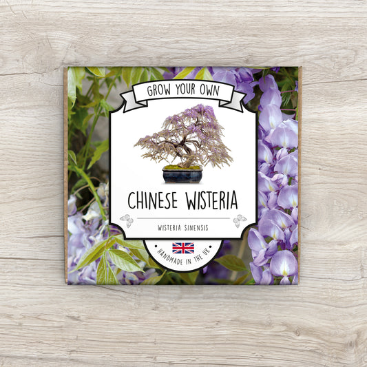 Grow Your Own Wisteria Bonsai