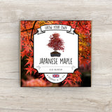Grow Your Own Japanese Maple Bonsai