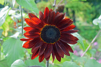 Grow Your Own Red Sunflower Plant Kit