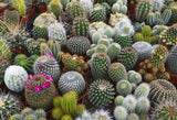 Grow Your Own Flowering Cactus Mix